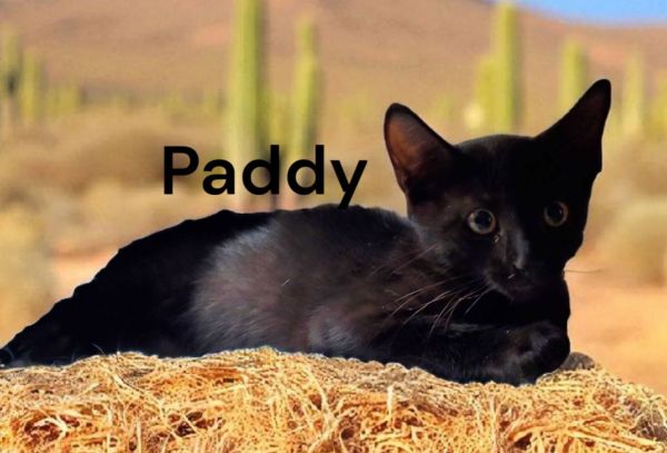Paddy