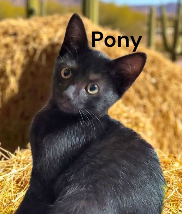 Pony