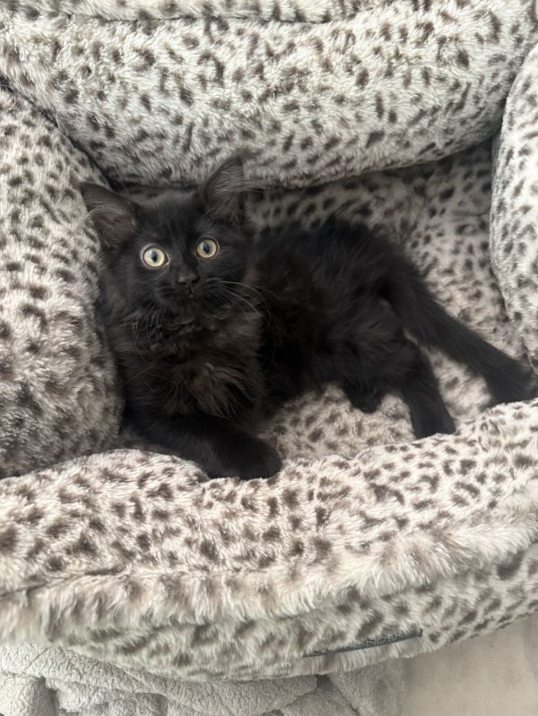 Ninja