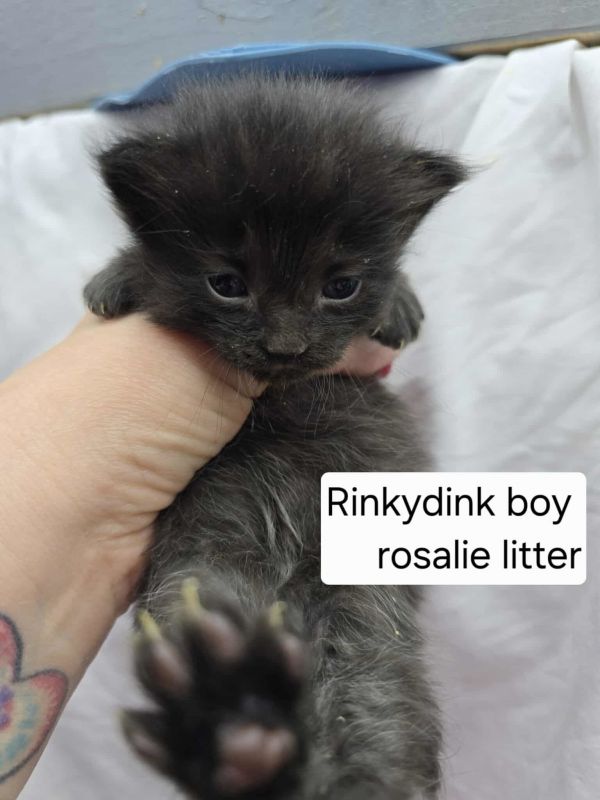 Rinkydink