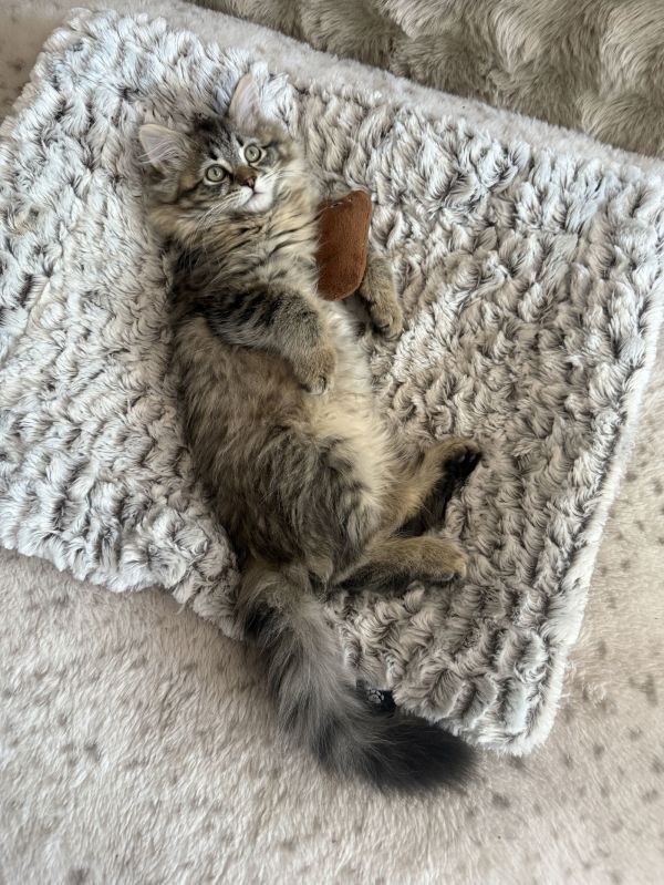 Mowgli