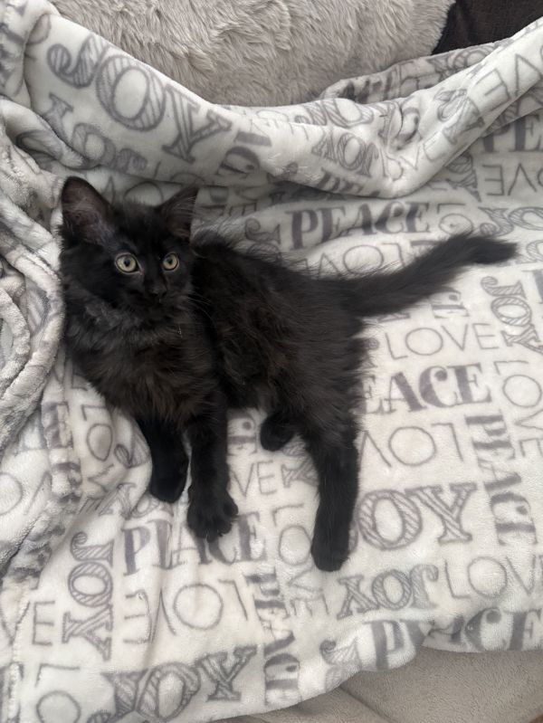 Ivy