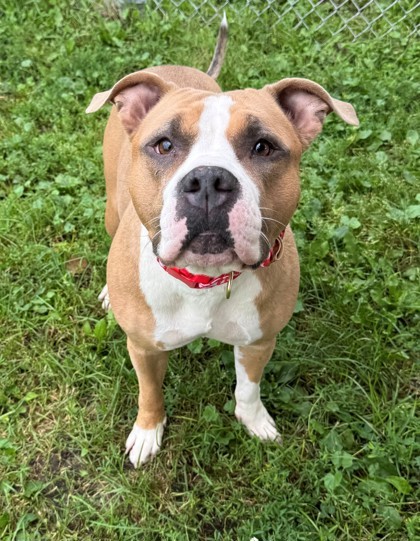 Layla, an adoptable Pit Bull Terrier, Mixed Breed in Willmar, MN, 56201 | Photo Image 1