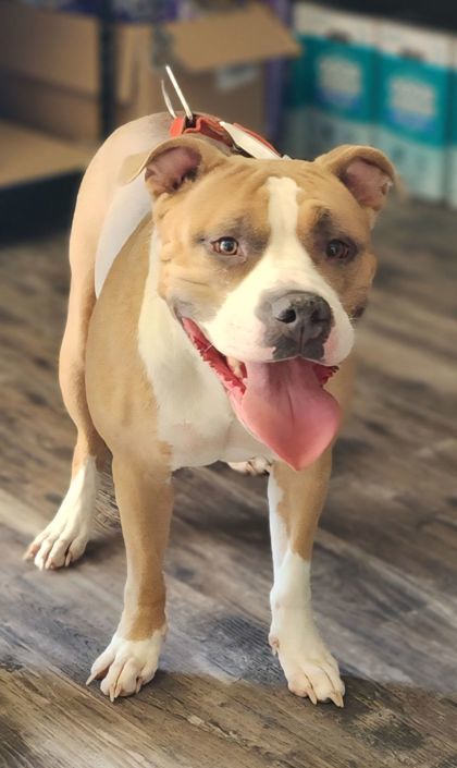 Layla, an adoptable Pit Bull Terrier, Mixed Breed in Willmar, MN, 56201 | Photo Image 2