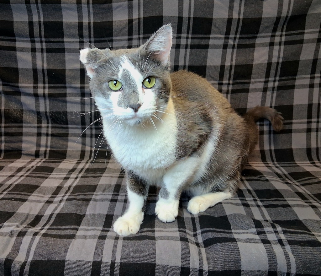 SPOTDOT