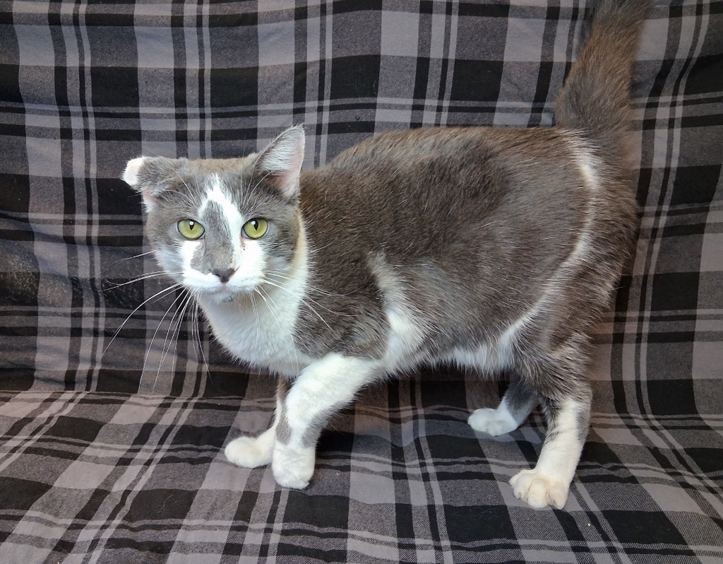 SPOTDOT