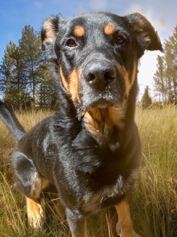 Max