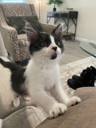 Panda (pre adopt)