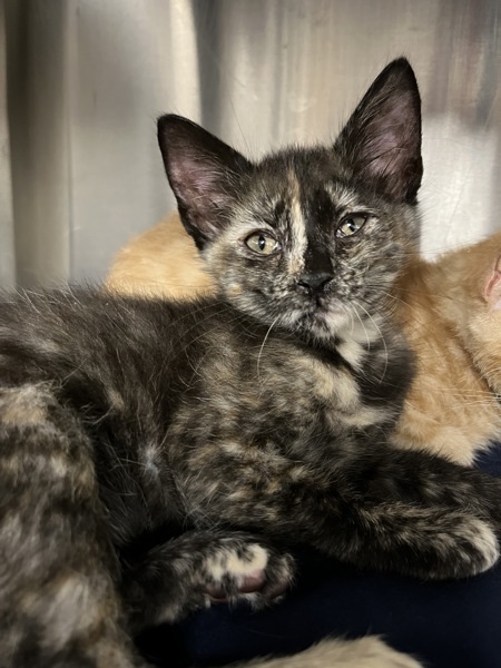 Saffron (with Gingersnap)