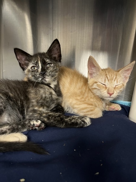 Saffron (with Gingersnap) thumbnail 2