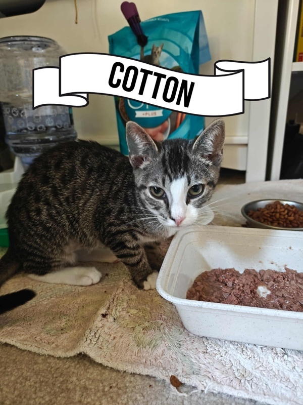 Cotton