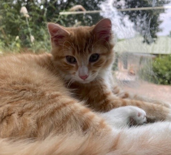 Leo