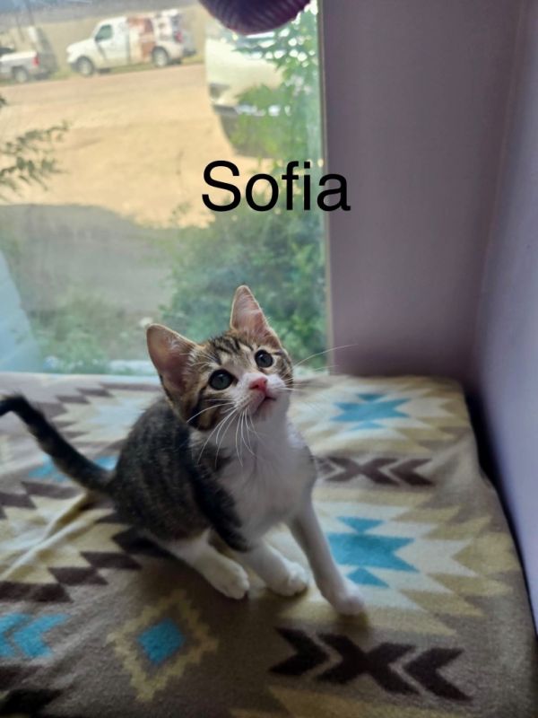 Sofia