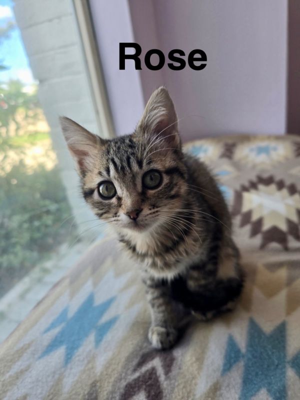 Rose