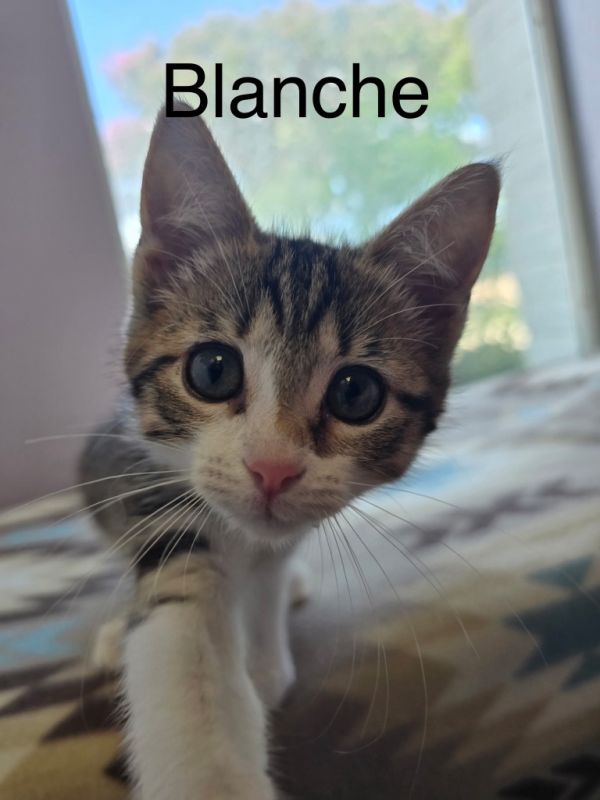 Blanche