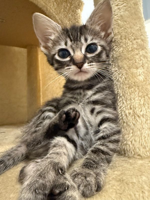 Loki