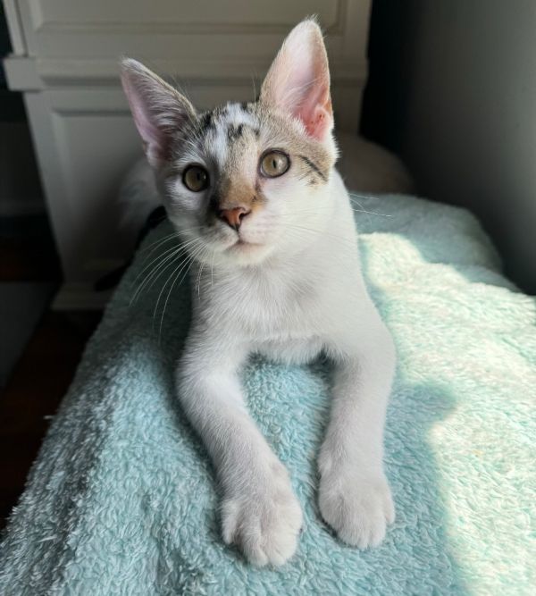 Merlin