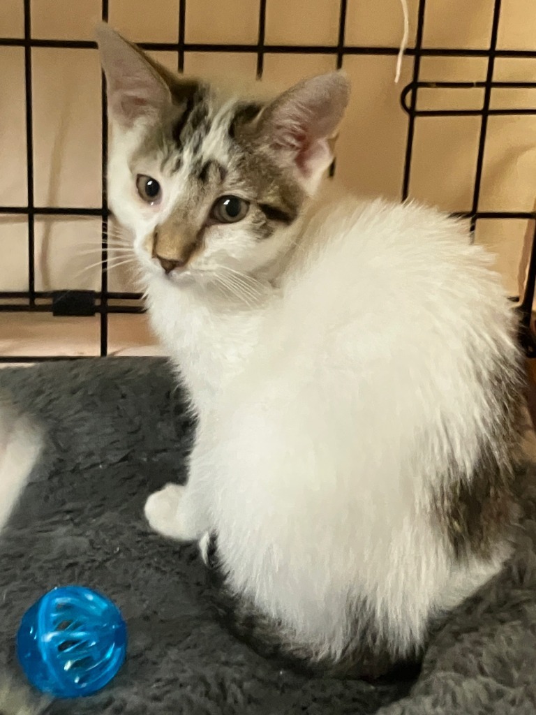 Merlin