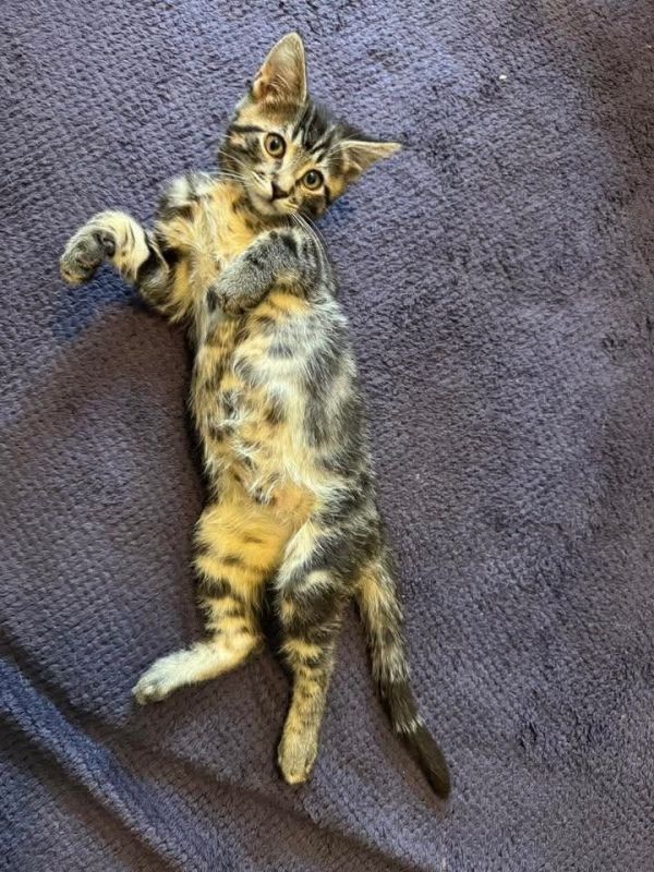 Tigger tabby