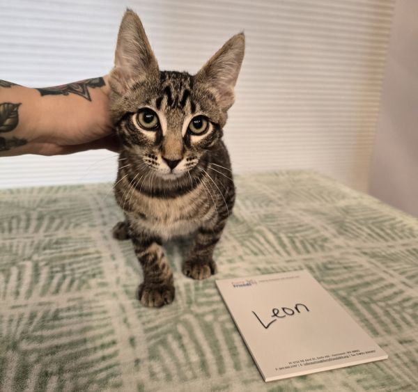 Leon