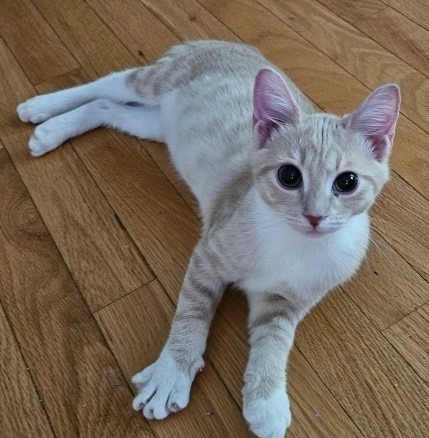 Felix