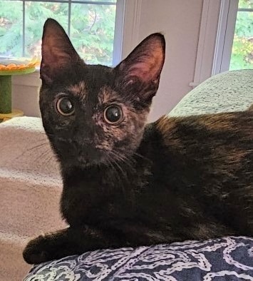 Coral (aka Scout)