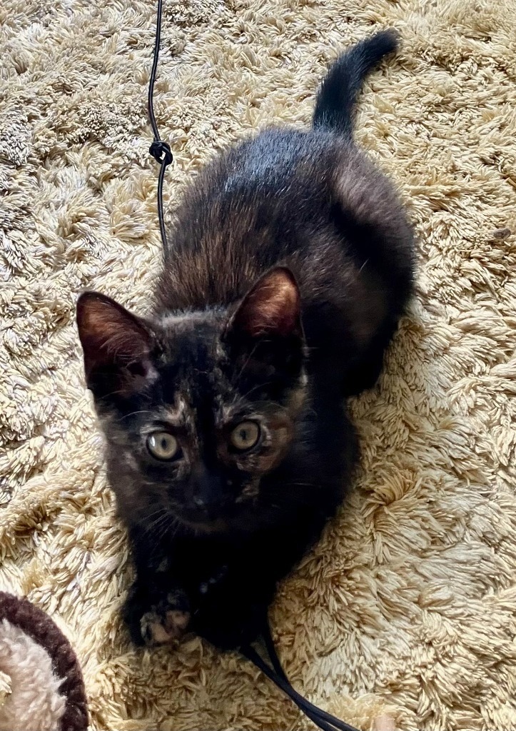 Coral (aka Scout)