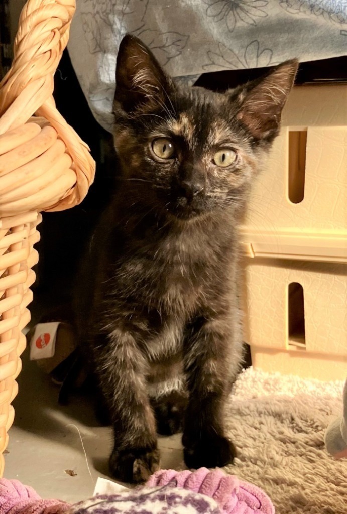 Coral (aka Scout)
