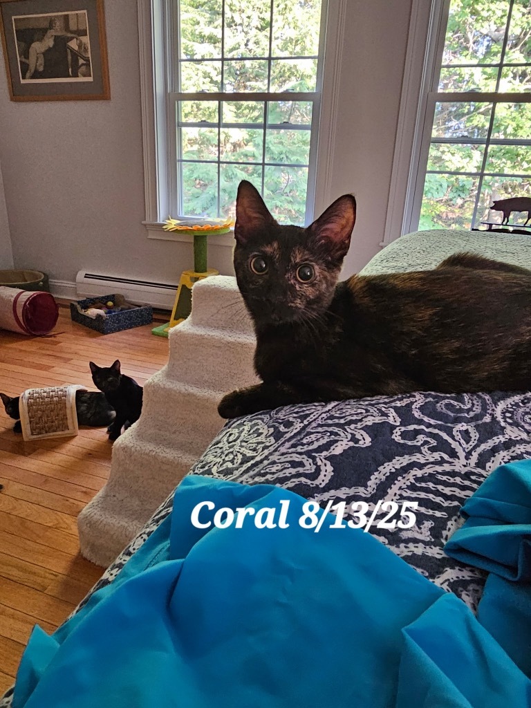 Coral (aka Scout)