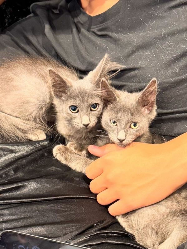 Storm and Skye