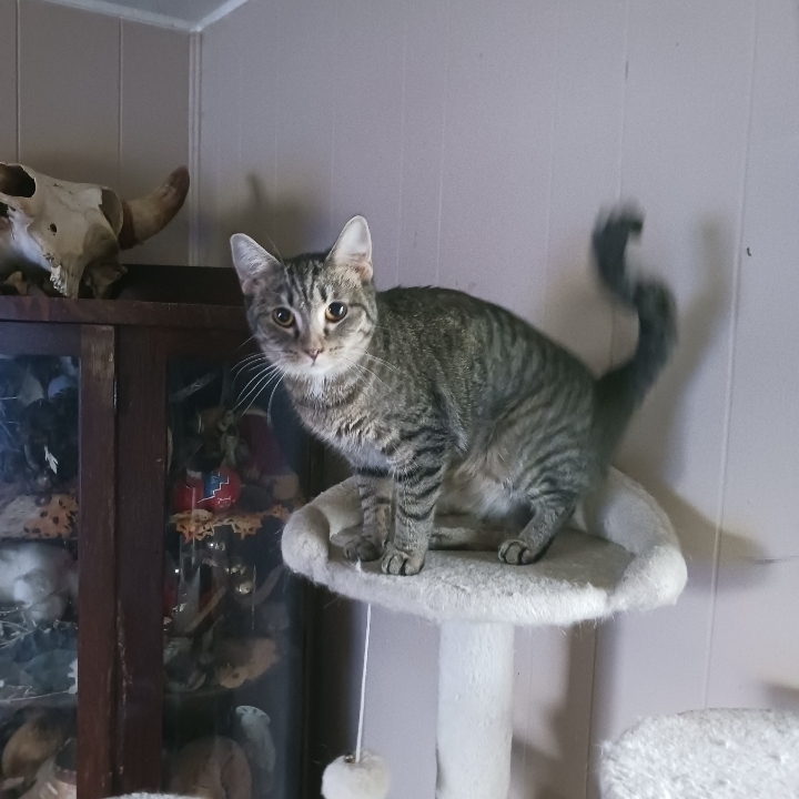 Moonpie