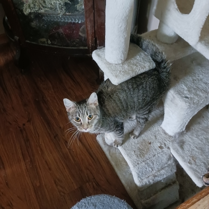 Moonpie