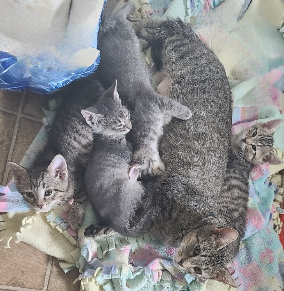 Moonpie