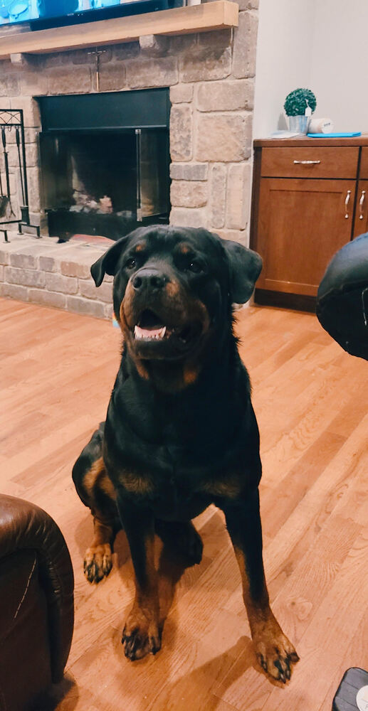 Bear