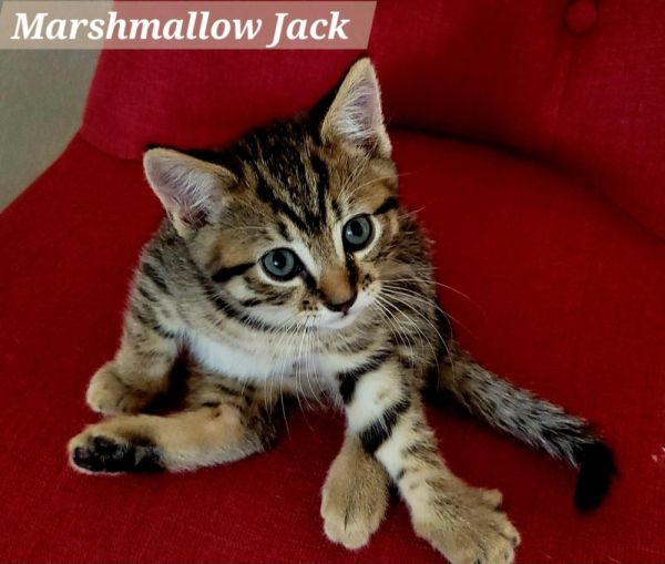 Marshmallow Jack