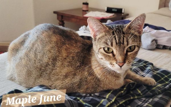 Maple June