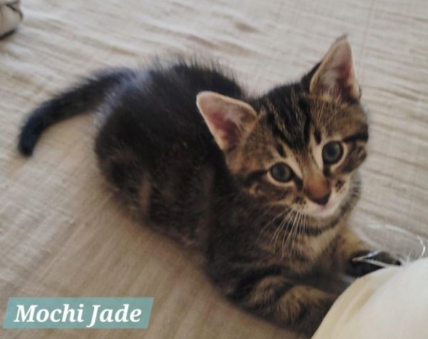 Mochi Jade