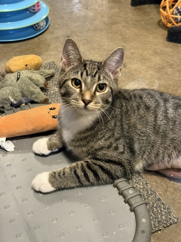 Abba (BONDED PAIR)