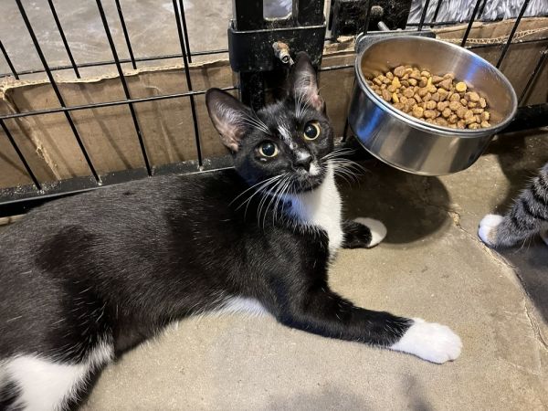 Queenie (BONDED PAIR)