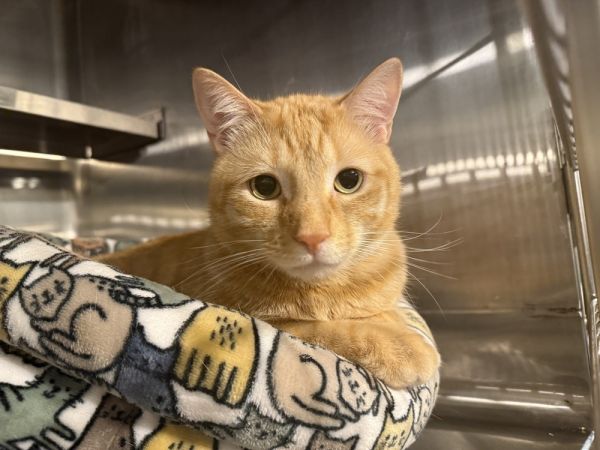 Chase (BONDED PAIR)