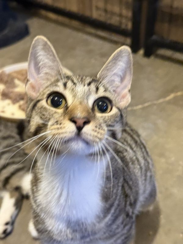Annie (BONDED PAIR)