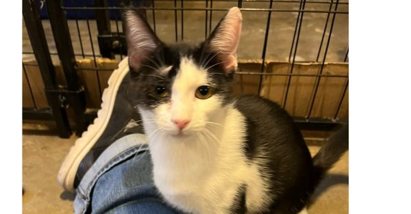 Sosa (BONDED PAIR)