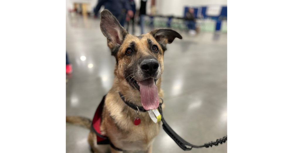 Trudy, an adoptable German Shepherd Dog in Suamico, WI, 54173 | Photo Image 1