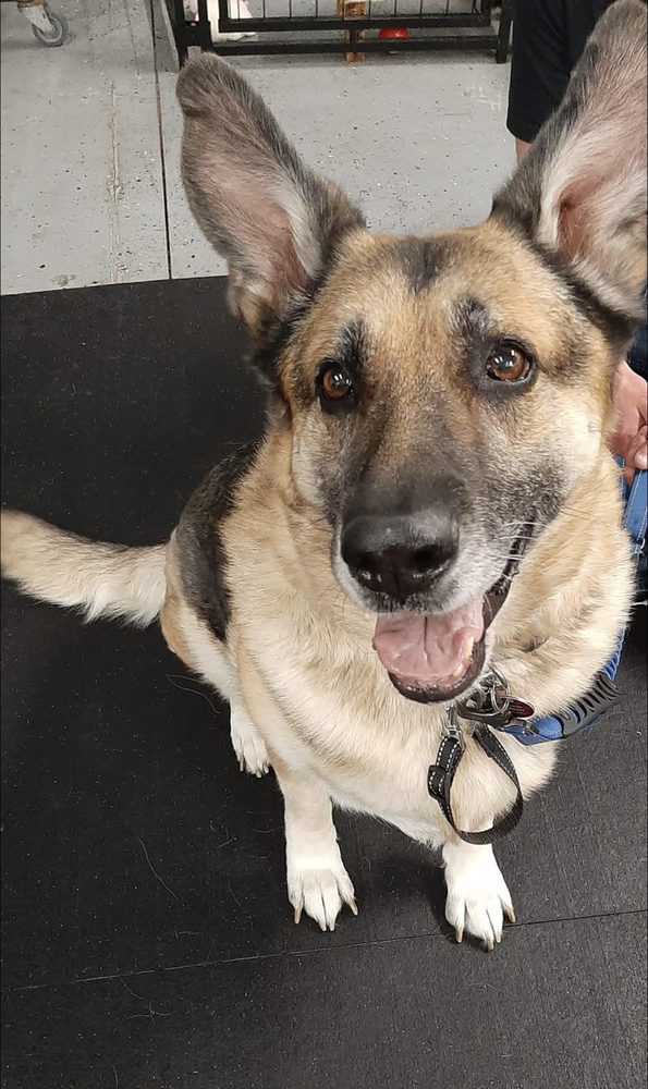 Trudy, an adoptable German Shepherd Dog in Suamico, WI, 54173 | Photo Image 2