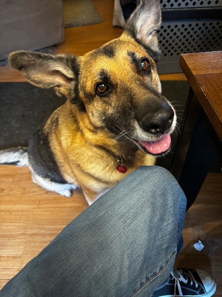 Trudy, an adoptable German Shepherd Dog in Suamico, WI, 54173 | Photo Image 5