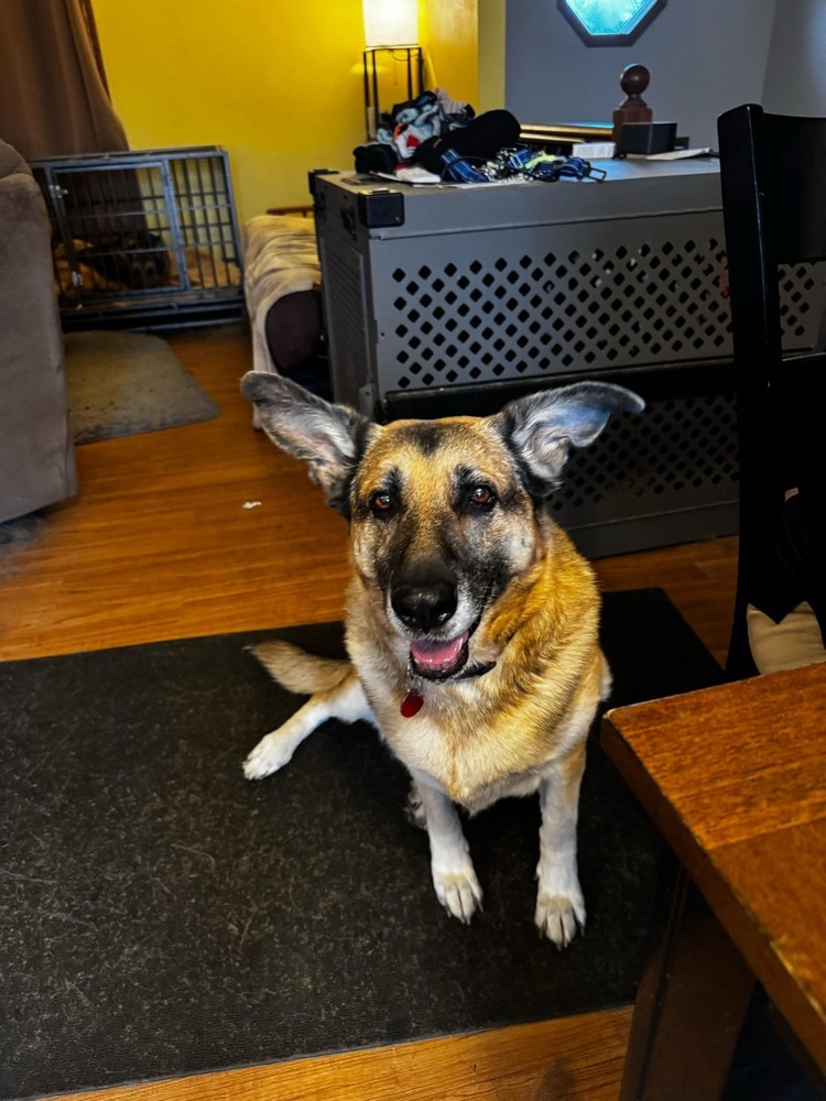 Trudy, an adoptable German Shepherd Dog in Suamico, WI, 54173 | Photo Image 6