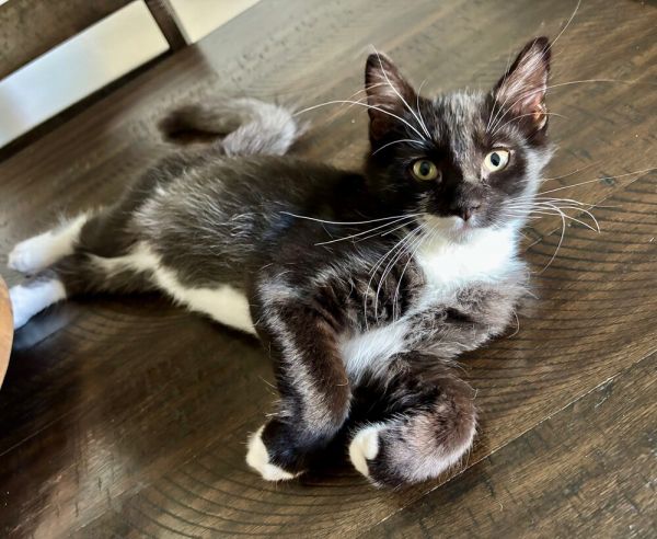 Ozzy