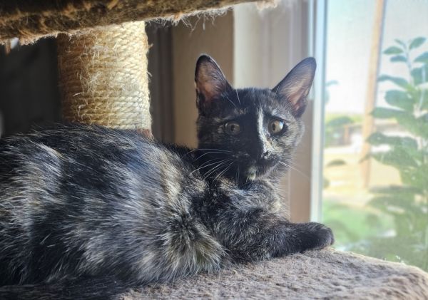Penny