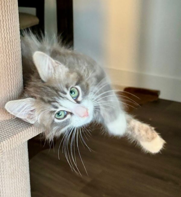 Mochi