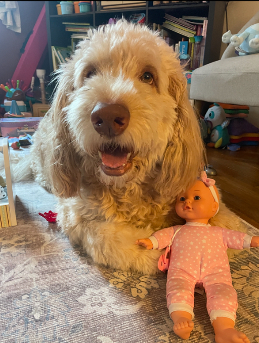 Doolin, an adoptable Goldendoodle in Irwin, PA, 15642 | Photo Image 2